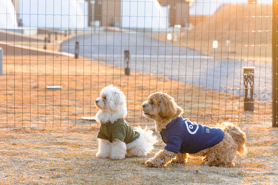 Dome tents for dogs